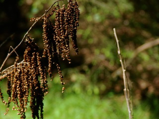 wild flowers in the wind