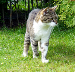 Katze auf der Jagd