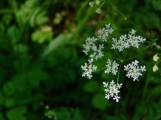 macro wild flowers in the forest