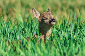 Fawn closeup. Little white-tailed fawn standing in a meadow .