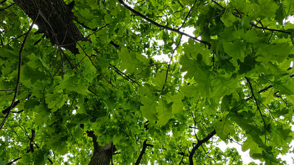 Oak leaves on a sunny day
