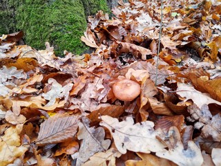 fallen autumn leaves