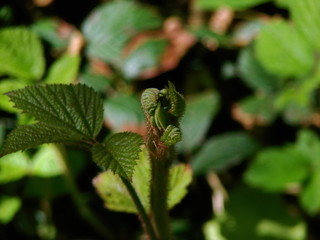 macro buds of a tree