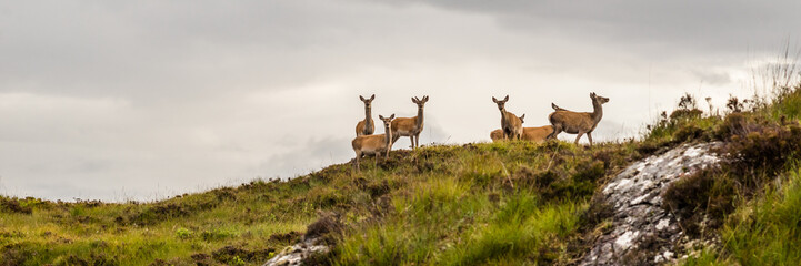 Naklejka na ściany i meble group of doe standing and looking in the scottish highlands, United Kingdom on a cloudy day.Colorful widescreen panorama