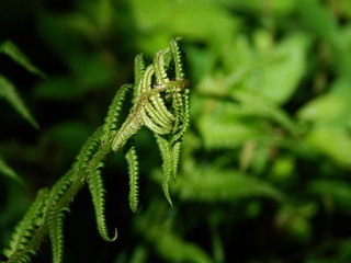 macro fern in the woods
