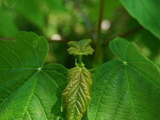green leaves in the forest