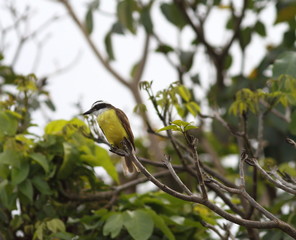 Pássaros Natureza
