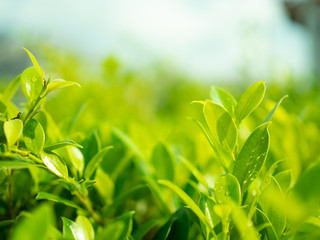 fresh green grass in sunlight