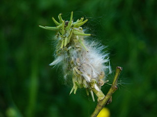 macro dandelionon the tree in the forest