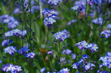 lavender flowers in the field