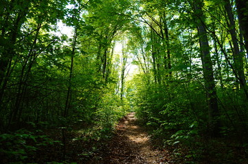 Forest trees. nature green wood sunlight backgrounds