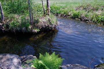 fern leaf on the river