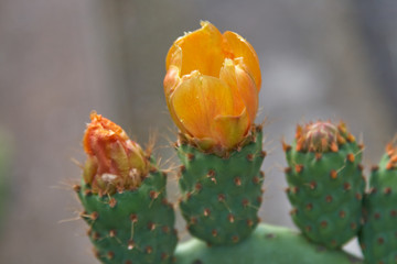 Cactus flowers