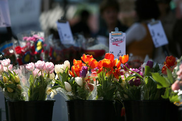 colorful tulips for sale at market