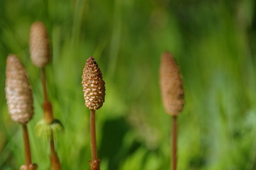 macro wild flowers in the forest