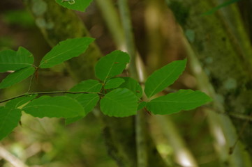 green leaves in the forest