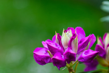 Rhododendron (Ericales) in colorful purple  slowly unfolds its bloom direction summer