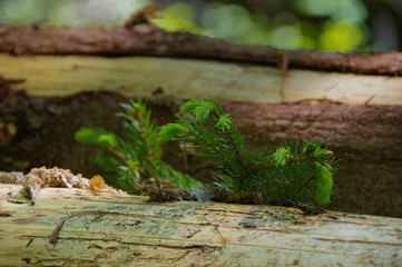 macro cut down pine trees in the forest