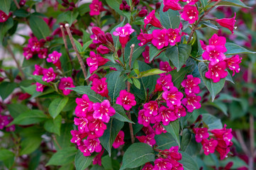 A branch of the Variegated Weigela shrub with white and pink flowers, close-up, soft lighting
