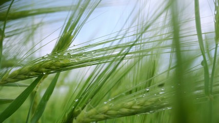 A close-up of wheat spikes on which are droplets of dew.