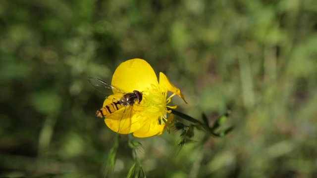 une petite abeille sur une renoncule