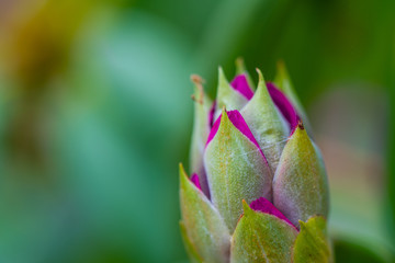 Rhododendron (Ericales) in colorful purple  slowly unfolds its bloom direction summer