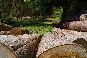 Fototapeta premium macro cut down pine trees in the forest