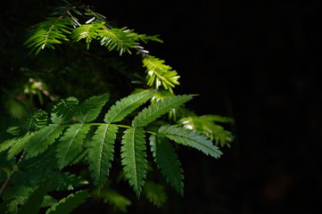 green leaves in the forest