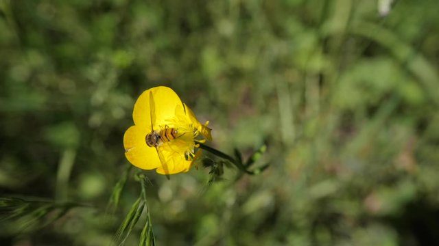 abeille sur une renoncule