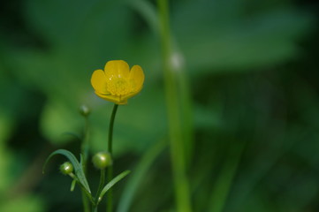 Obraz premium macro yellow flower on green background