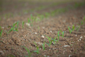 Fresh green crops on the field