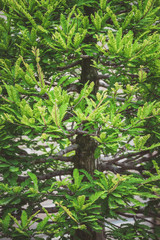 Bright green foliage of bald Cypress bonsai tree