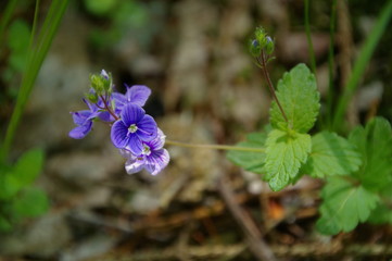 macro forget me not flowers