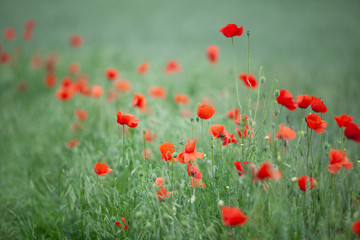 Fototapeta na wymiar Poppy flowers in a wheat field