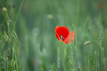Obraz premium Poppy flowers in a wheat field