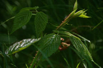 macro buds of a tree