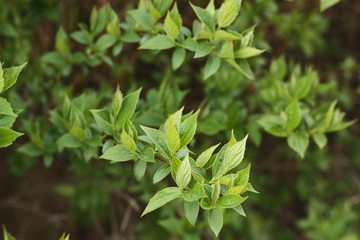 Tree with the first green leaves in the forest
