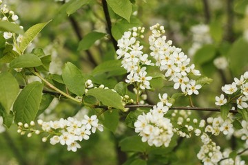 Tree with beautiful white flowers in the garden 