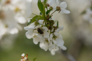 a beetle on a cherry blossom . background texture with selective focus