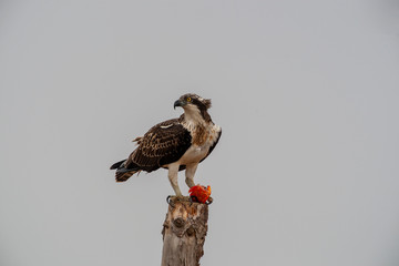 Western Osprey, also in the natural habitat (Pandion haliaetus)