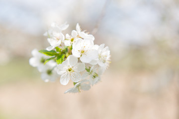 cherry branch with flowers . background texture with selective focus