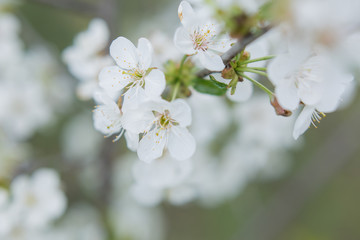 spring cherry flowers . background texture with selective focus