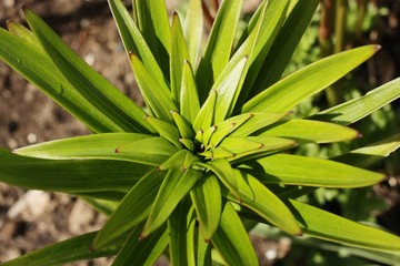 Beautiful green plant in the garden view