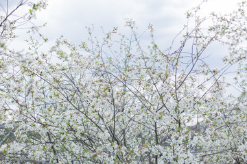 orchard of cherry blossoms