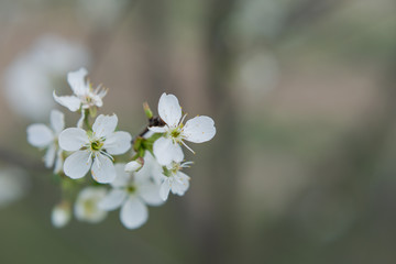 background texture with cherry blossoms