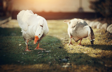 Two domestic geese walk