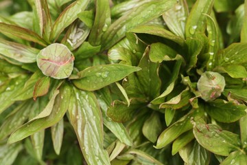 Obraz premium Beautiful peony buds with dew close up