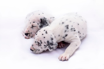 Two puppy dogs of the Dalmata breed on white background. Precious animals. © fuen30