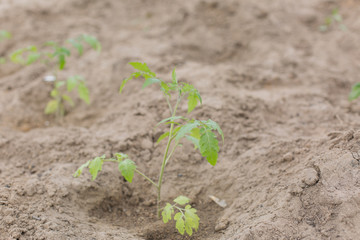 seedlings of young tomatoes grow in the garden