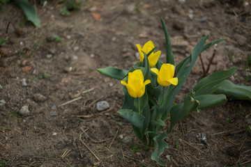Fototapeta premium yellow tulips are blooming in a flower bed